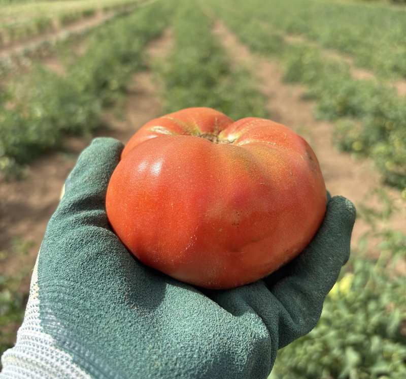 A field tomato the size of a fist, held in a gloved hand with the tomato rows behind.