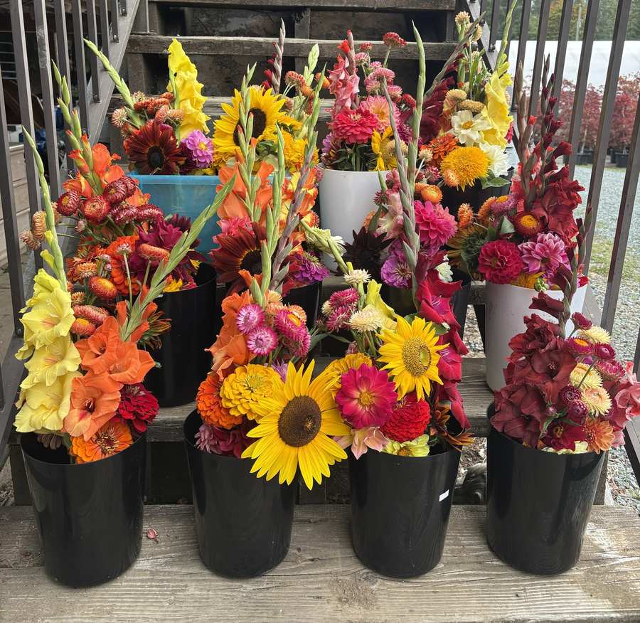Nine buckets of mixed bouquets on the farm steps: sunflowers, gladiolus, zinnias, dahlias and strawflowers.