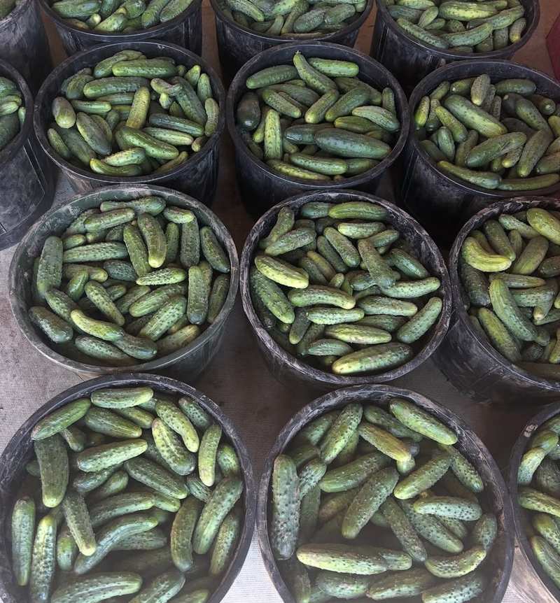 Buckets of pickling cucumbers lined up ready for canning orders.