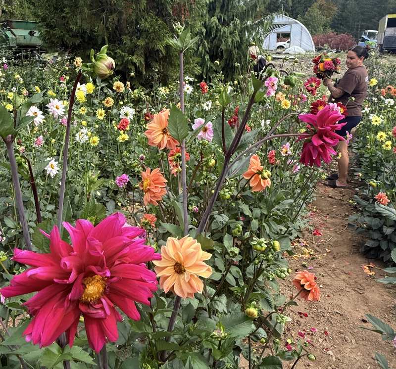 Cutting dahlias in the u-pick rows.
