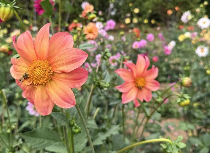 Coral dahlias with a bee.