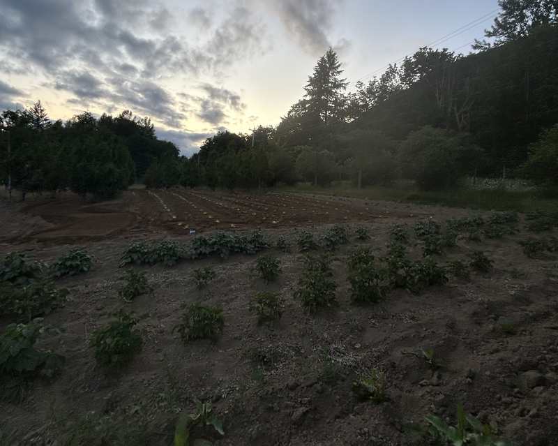 Young plants in rows at dusk, hills behind.