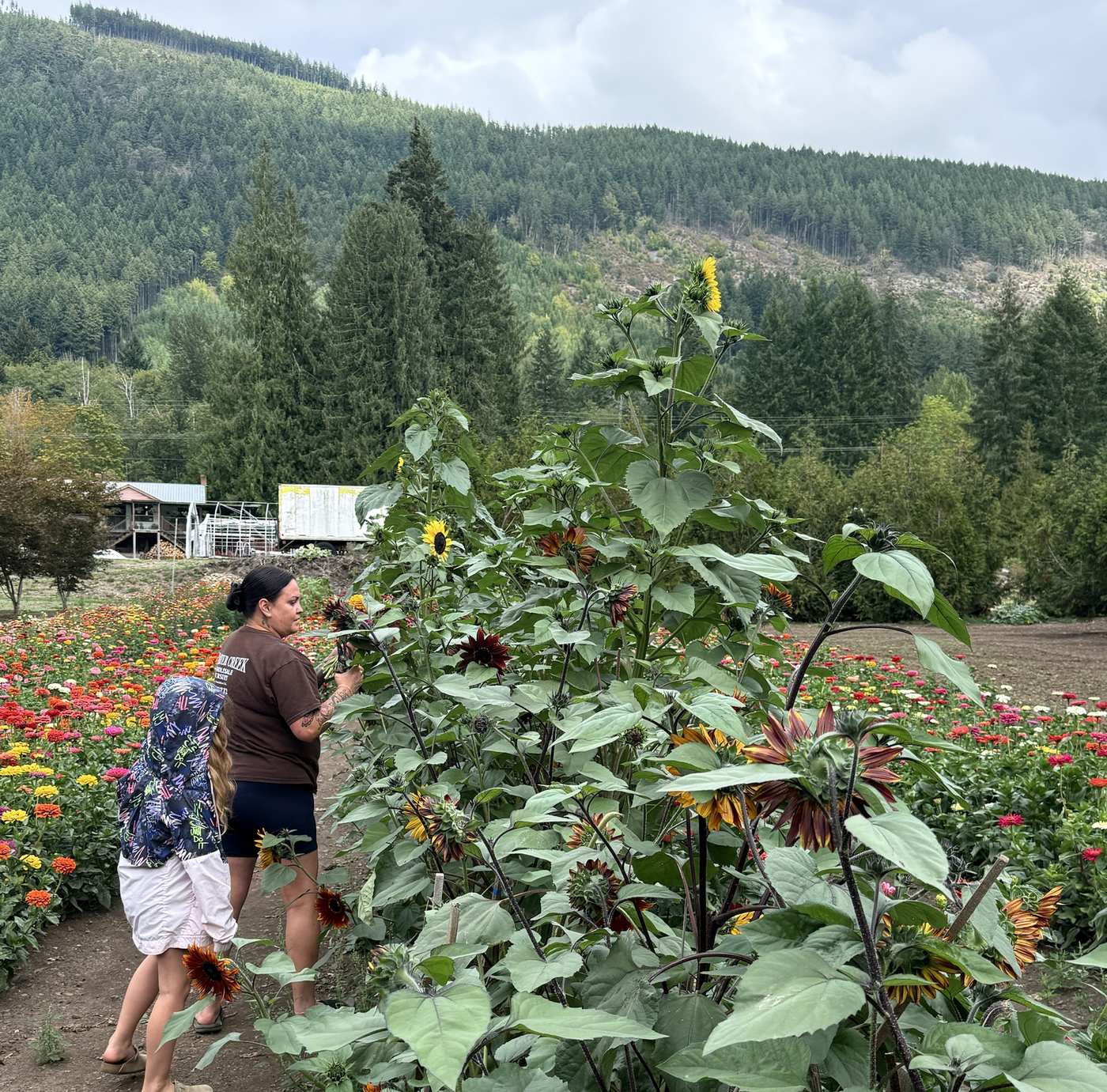 Two people cutting sunflowers in the zinnia rows, with the forested hillside above the farm behind them.