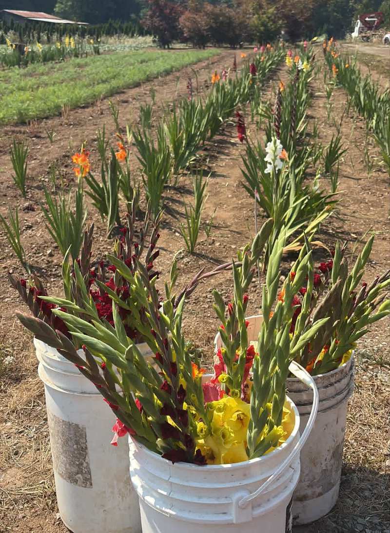 Buckets of gladiolus cut in bud, standing at the end of the glad rows.
