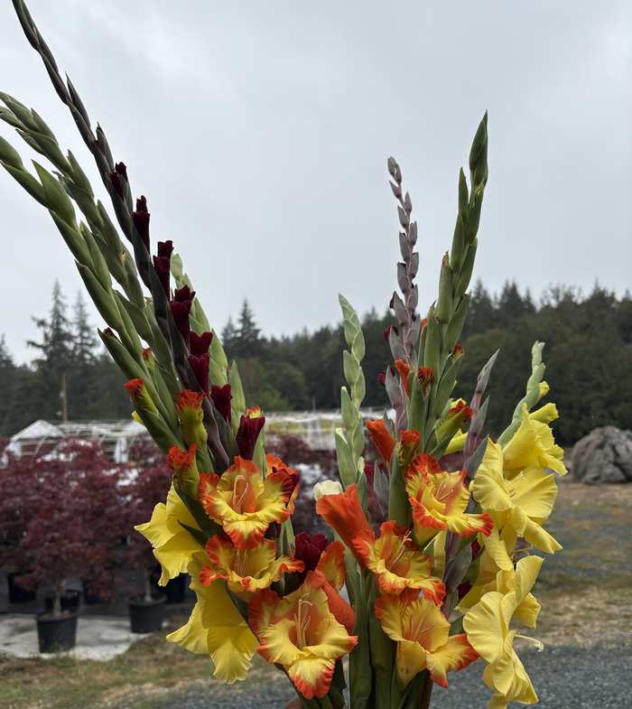 A hand-tied bunch of yellow, orange and deep red gladiolus.
