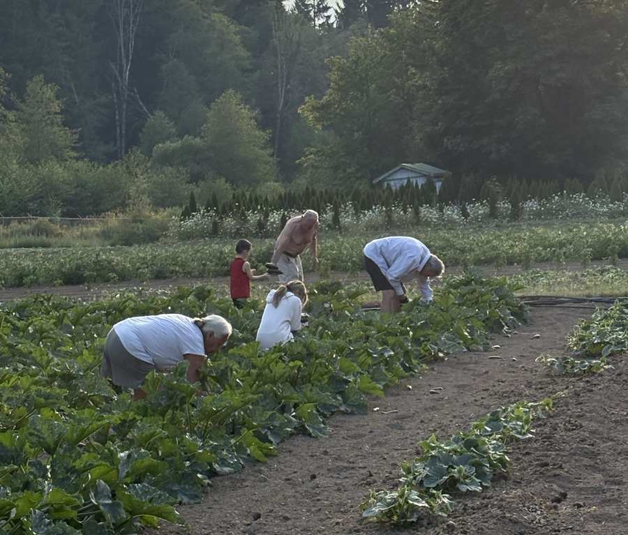 Family and friends picking squash at dusk.