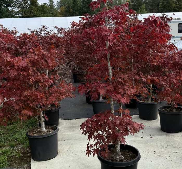 Rows of potted Japanese maples in deep red autumn colour.