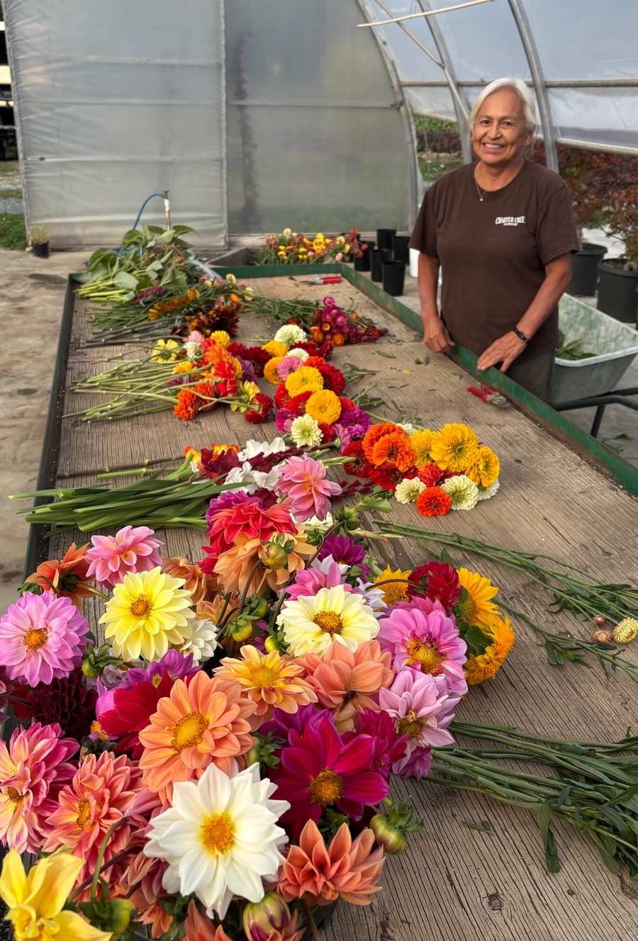Mum at the long table in the hoop house, dahlias and zinnias laid out for bouquets.
