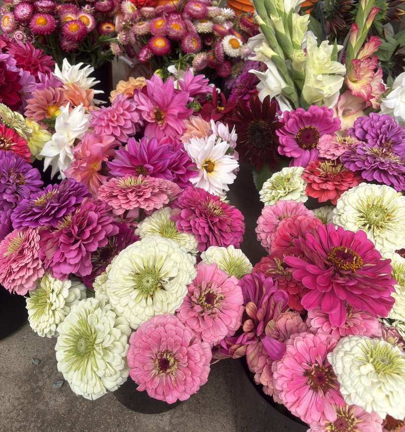 Buckets of pink and white zinnias.