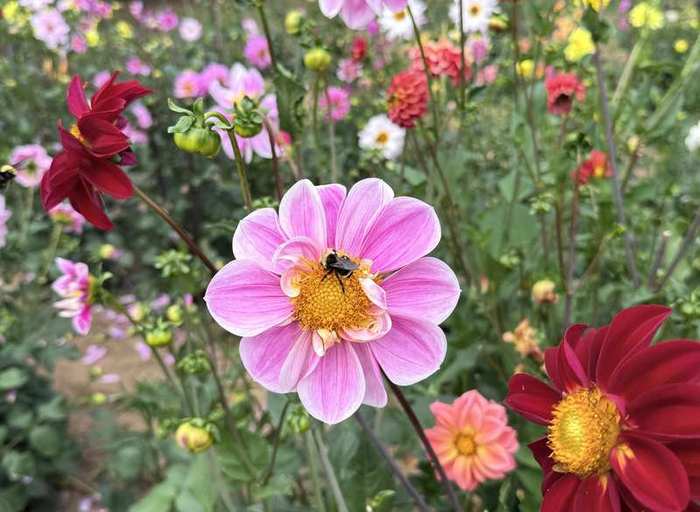 A soft pink dahlia among reds and corals in the cutting garden.