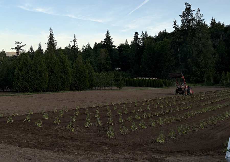 Tomato starts planted out in rows with the tractor at the far end.