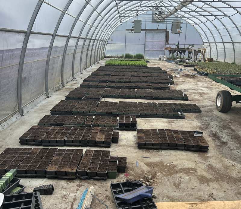Seed trays on the greenhouse floor.