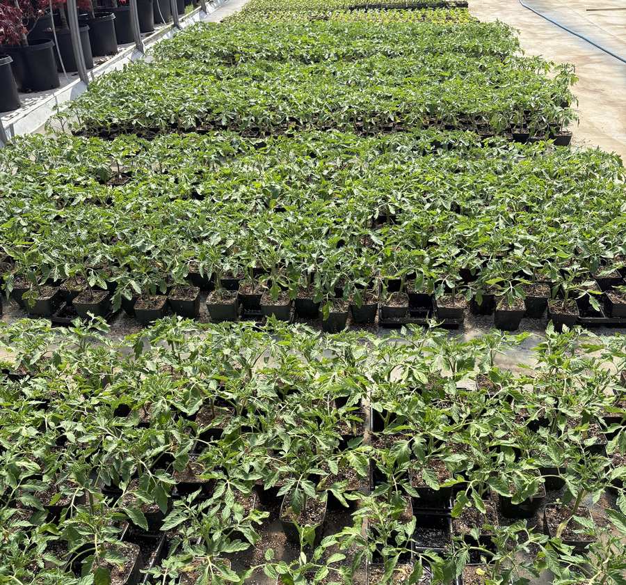 Thousands of tomato starts in pots, lined up in the greenhouse yard.