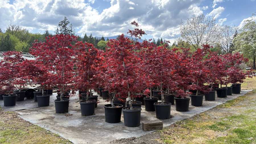 Potted Japanese maples in spring.