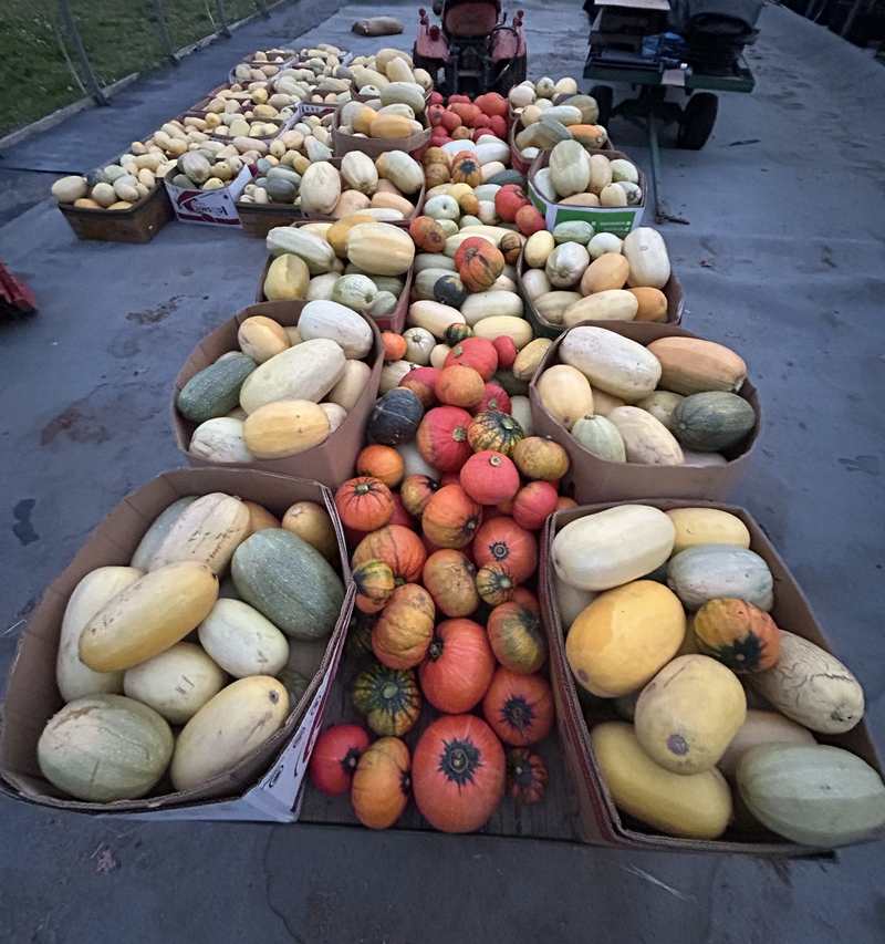 Squash curing in the greenhouse.