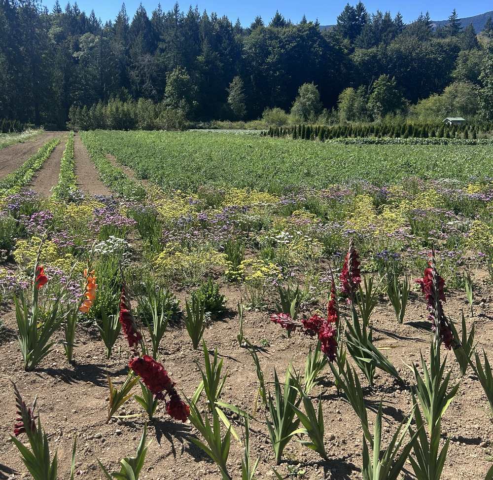 Gladiolus and statice in bloom.