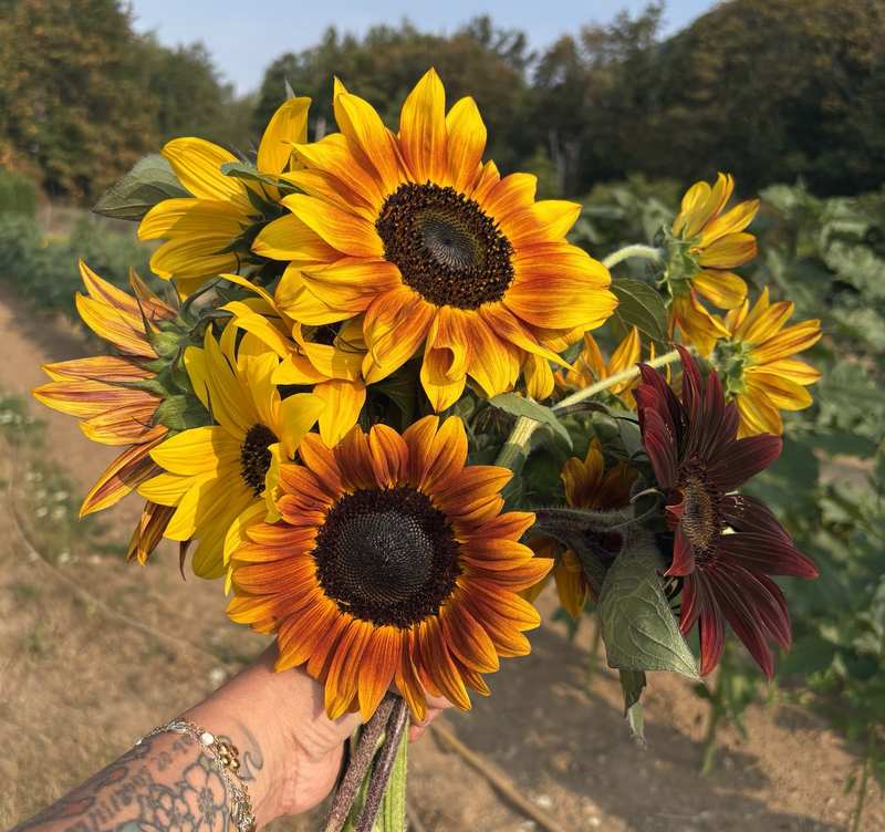 An armful of sunflowers in gold, bronze and deep red, held up in the field.