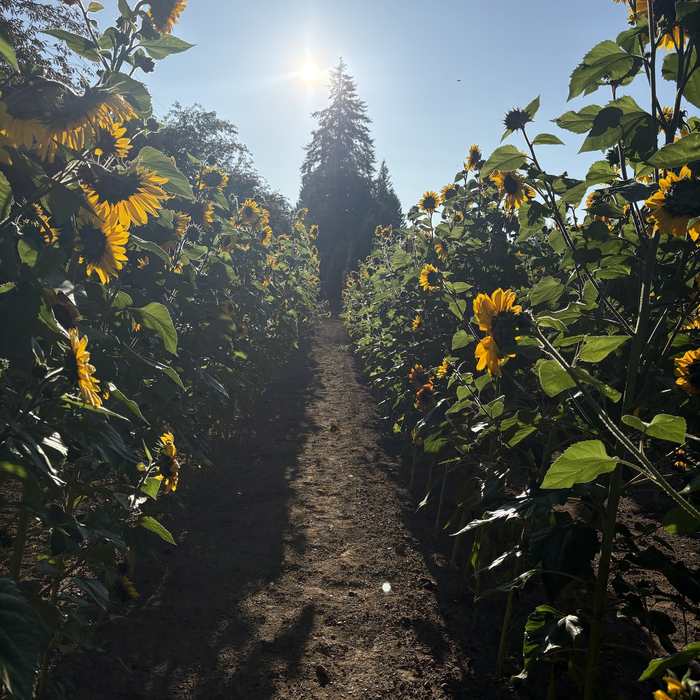 A path between two rows of sunflowers, lit from behind.