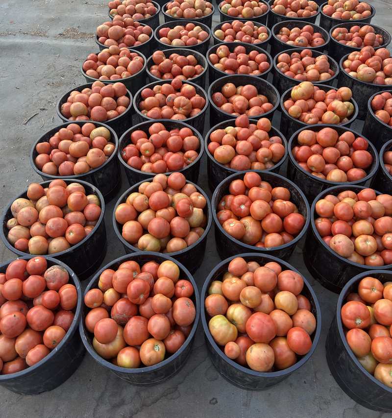 Buckets of field tomatoes.