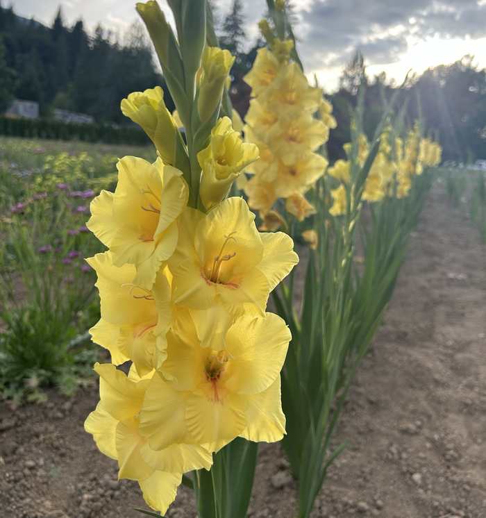 A tall yellow gladiolus spike in the morning sun.