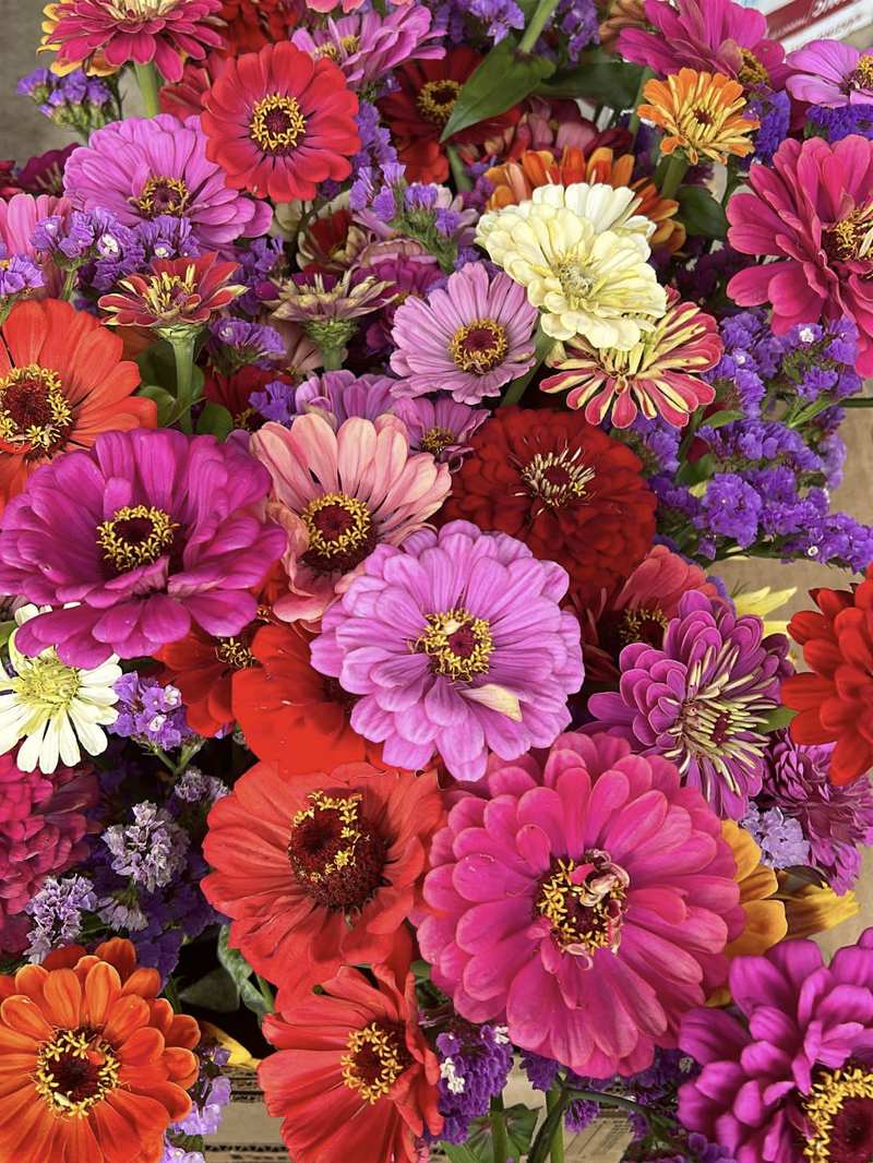 A big bunch of zinnias in pink, red, orange and cream with purple statice, ready to go.