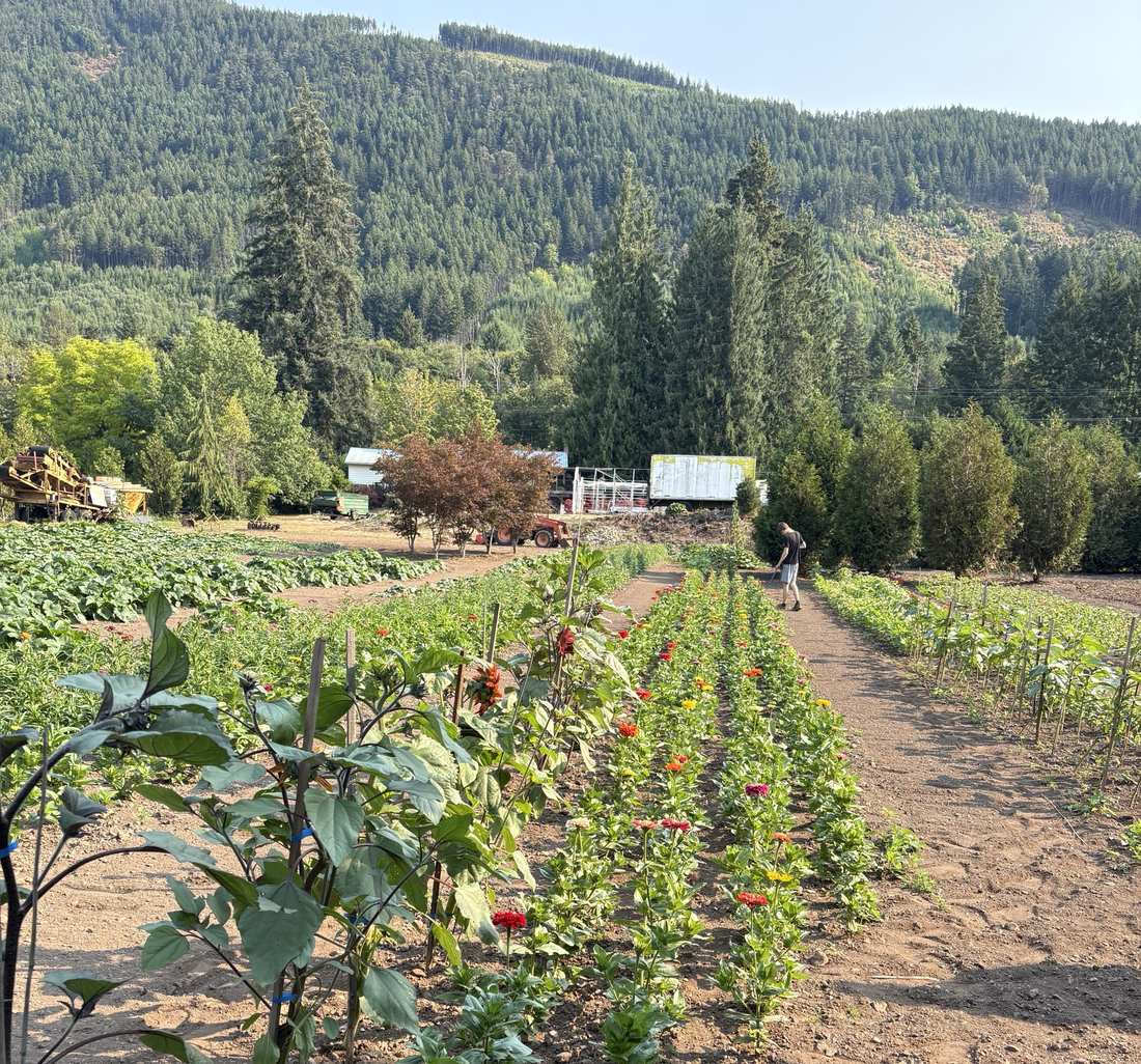 Zinnia and dahlia rows running toward the hoop houses, with the forested hills above Lake Cowichan behind.